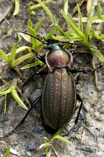 Carabus.monilis.adult.jpg © James K. Lindsey