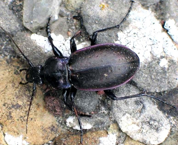 Carabus spec.jpg © Soebe