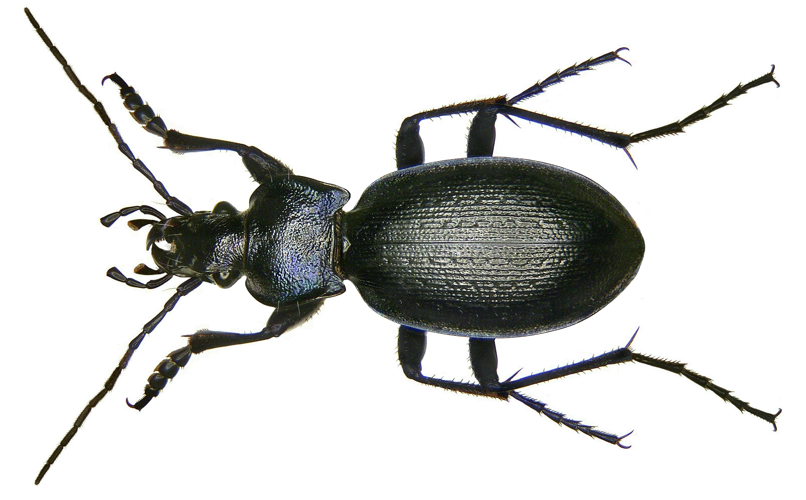 Carabus problematicus Herbst, 1786 (2971073187).jpg © Udo Schmidt from Deutschland