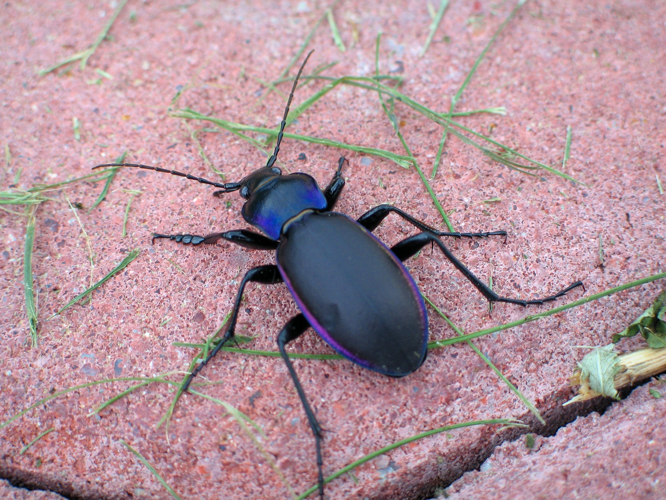 Biegacz fioletowy Carabus violaceus 1.jpg © Dixi~commonswiki