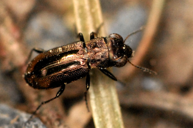 Notiophilus.biguttatus.-.lindsey.jpg © James K. Lindsey