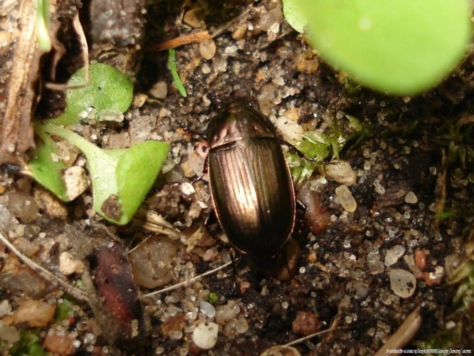 Amara (Amara) aenea.JPG © Sanja565658