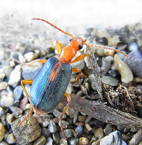 Brachinus sclopeta up.jpg © Siga