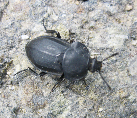 Silpha obscura01.JPG © Untilone