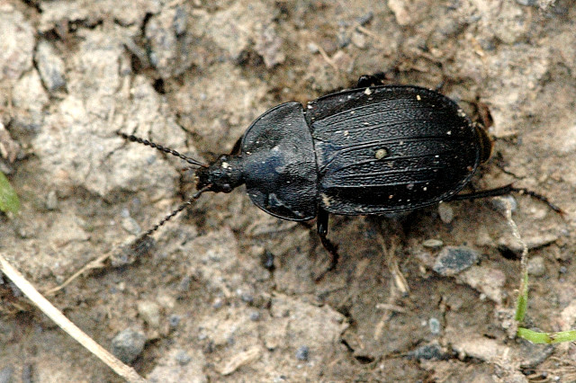 Silpha.tristis.jpg © James K. Lindsey