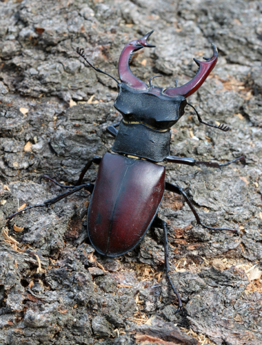 Lucanus cervus male 2017 G1.jpg © George Chernilevsky