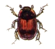 Aphodius.foetidus.-.calwer.21.22.jpg © File Upload Bot (Sarefo)