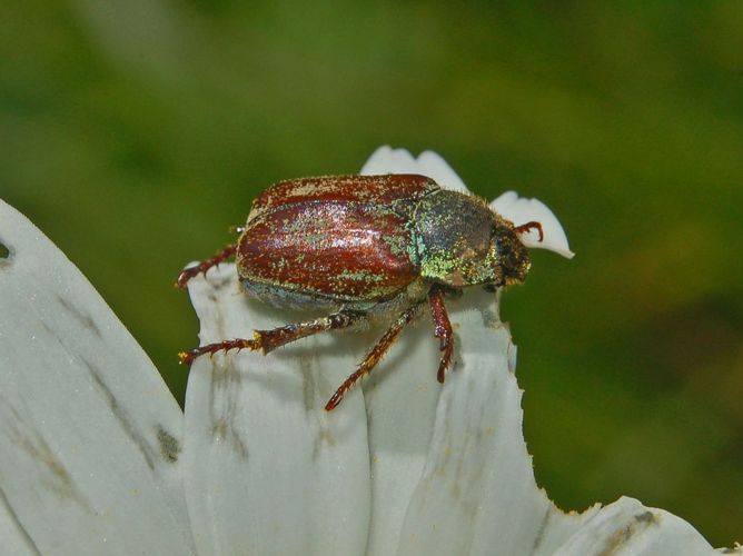 Scarabeidae - Hoplia argentea-1.JPG © Hectonichus