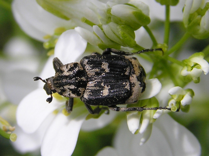 Valgus hemipterus 2 beentree.jpg © Beentree