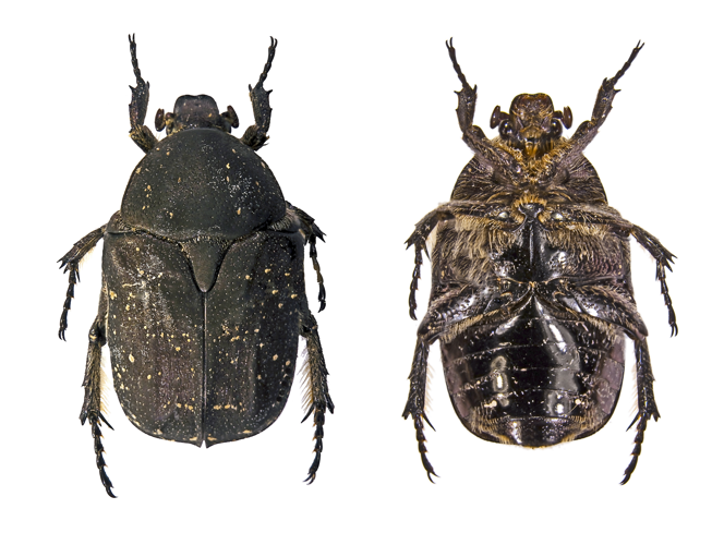 Neotocia morio Bilat.jpg © Didier Descouens