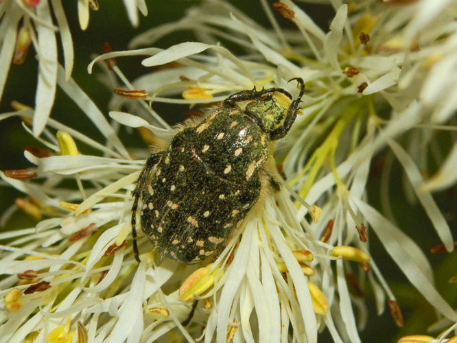 Scarabeidae - Oxythyrea funesta.JPG © Hectonichus